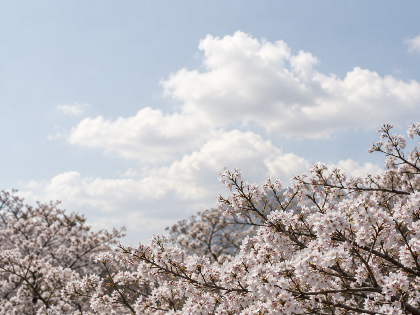 青空と春の桜